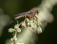 Diptera-photos
