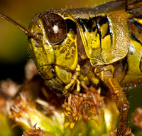 Orthoptera (Grasshoppers, katydids