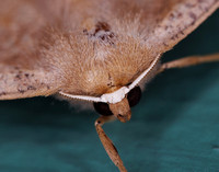 Moths at NewBridge, 2023