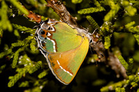 Butterflies (Lepidoptera)