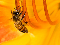 Bees, wasps, ants (hymenoptera)