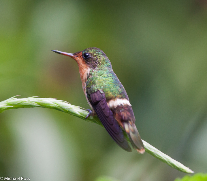 Zenfolio | Michael Ross Nature Photography | Tufted coquette ...