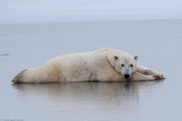 Polar Bears, Churchill, Canada