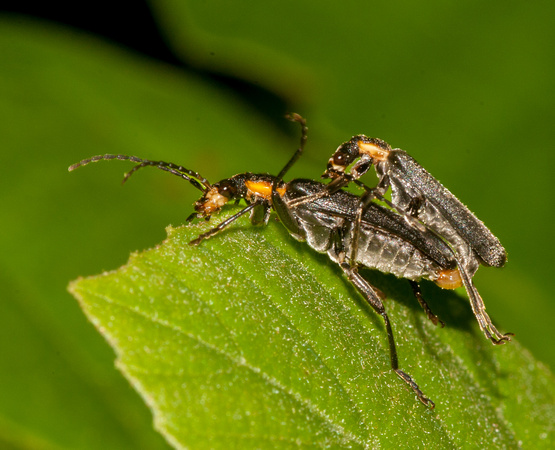 Wrinkled soldier beetle