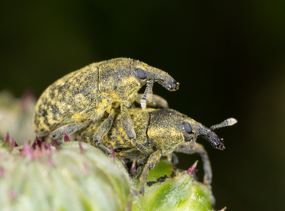 Canada thistle bud weevil