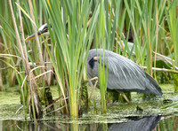 June 19 Needham Reservoir