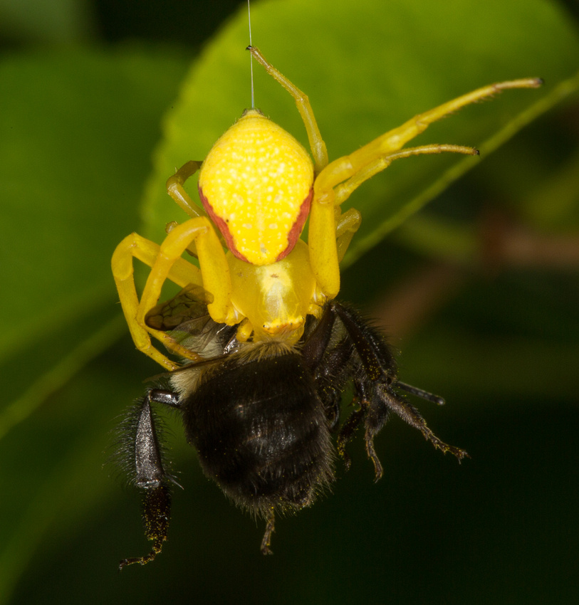 Crab spider and bumblebee suspended by a strand of silk