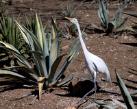 Egret and Lizard: Phoenix