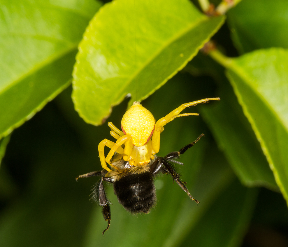 Crab spider catching a bumblebee