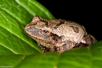 Frog (spring peeper Pseudacris crucifer)