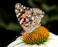 Butterflies, NBOC metro area