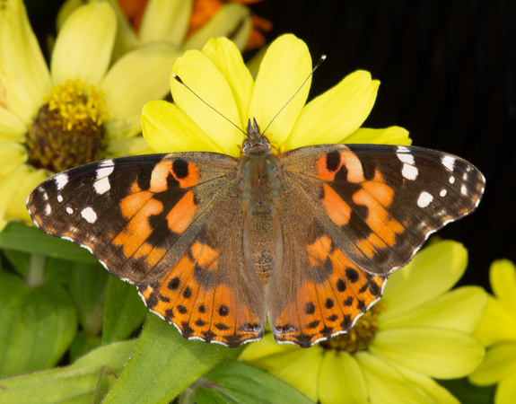 American painted lady Vanessa virginiensis