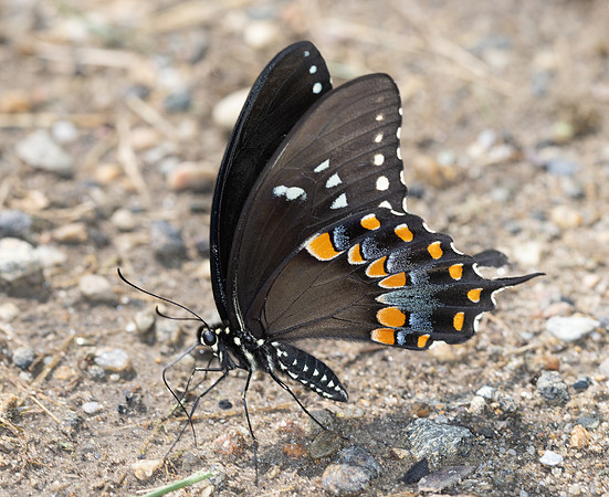 Spicebush swallowtail Papilio troilus