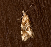 NBOC Moths A to M