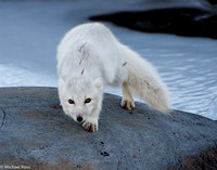 Arctic fox, Churchill, Canada