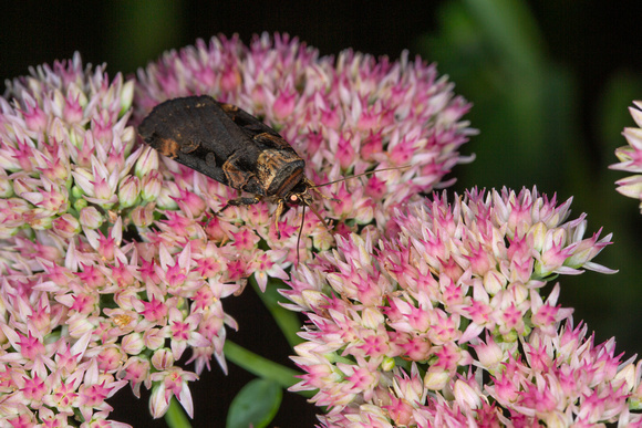 Pink-spotted dart