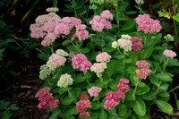 Sedum and its Visitors