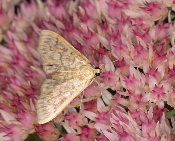 Herpetogramma genus species