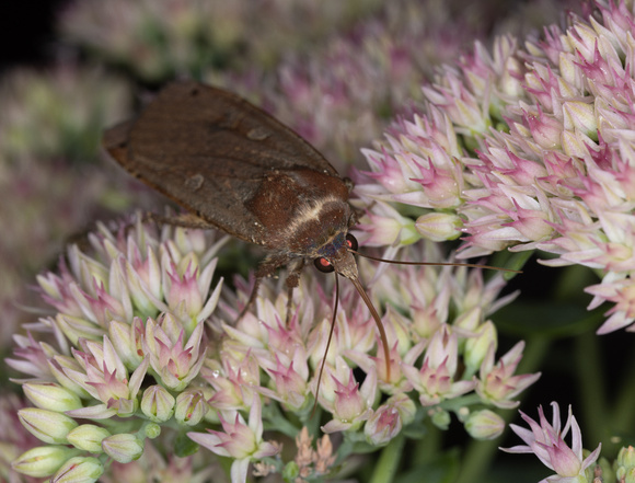 Large yellow underwing