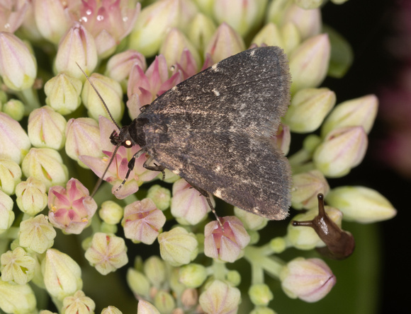 Julia's idia, and note the head of a slug in lower right