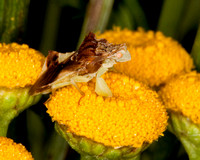 Ambush bugs (hemiptera)