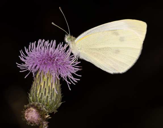 Cabbage white butterfly on thistle