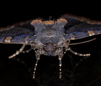 Horrid zale moth