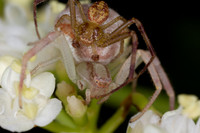 Crab spiders, mating pair