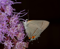 Gray Hairstreak Strymon melinus on Liatris