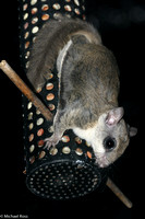 Flying squirrel