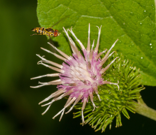 Calligrapher hover fly, "photo bombing" my flower picture