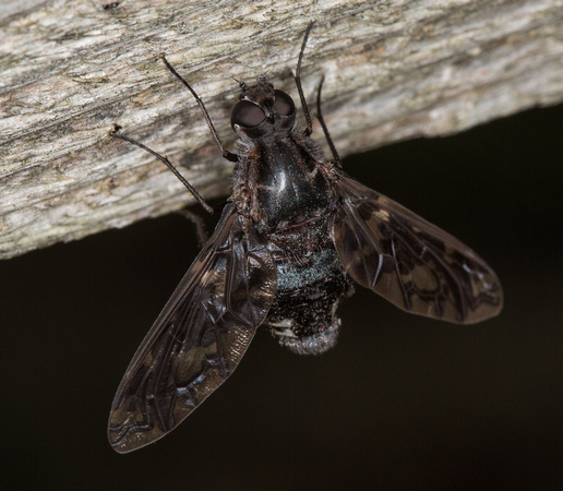 Tiger bee fly