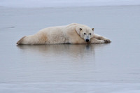 The ice was a favorite location to take a nap, stretch, or just hang out for a while.