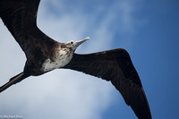 Other pelagic birds