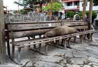 Sea lions