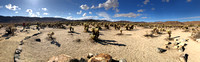 Cholla garden, substantially more vicious