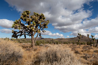 Typical Joshua tree, part of yucca family