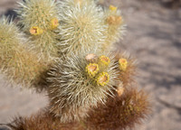 Fruit on cholla