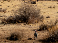 Black tailed jackrabbit