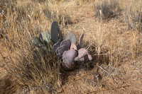 Scattered opuntia ("bunny ears" type)