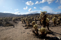 Path through cholla garden to protect unwary