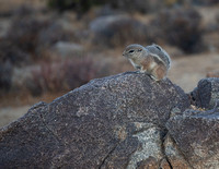 White-tailed antelope squirrel, about the size of a chipmunk