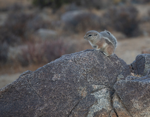 White-tailed antelope squirrel, about the size of a chipmunk