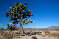 Joshua Tree