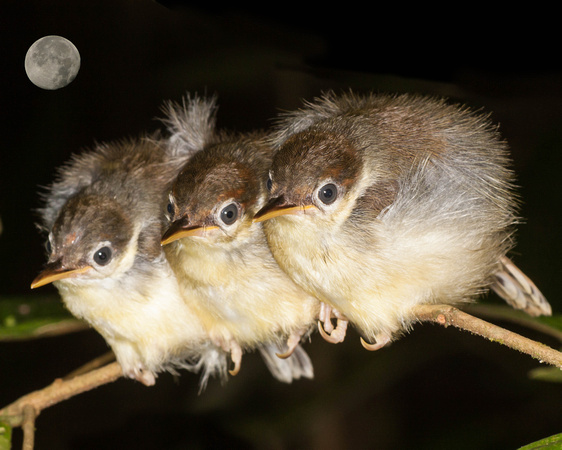 Rufous tailed tailorbird babies