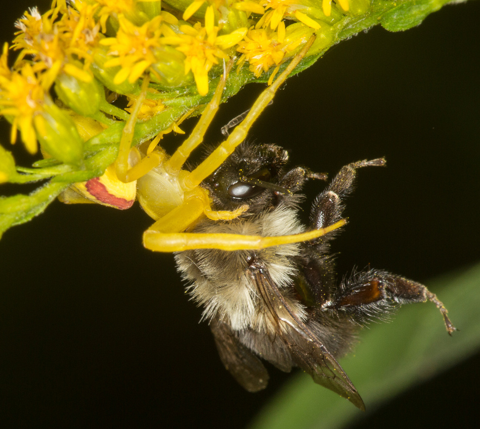 Returned to the leaf to eat