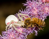 Crab spider, eating a honeybee