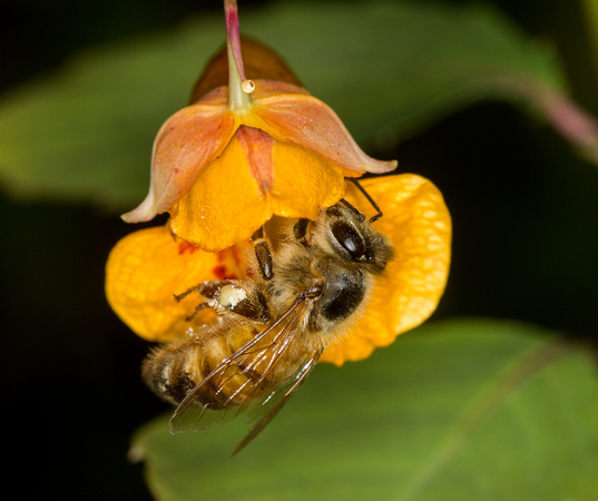 Honeybee
