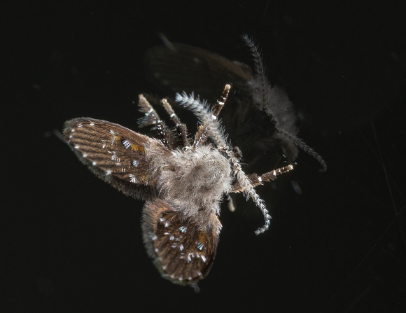 Moth or drain fly, resting on a bathroom mirror above the sink.